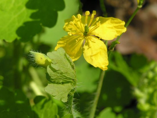 TRATAMENTE NATURISTE. Planta care vindecă ficatul bolnav 2 article_425351_2.jpg
