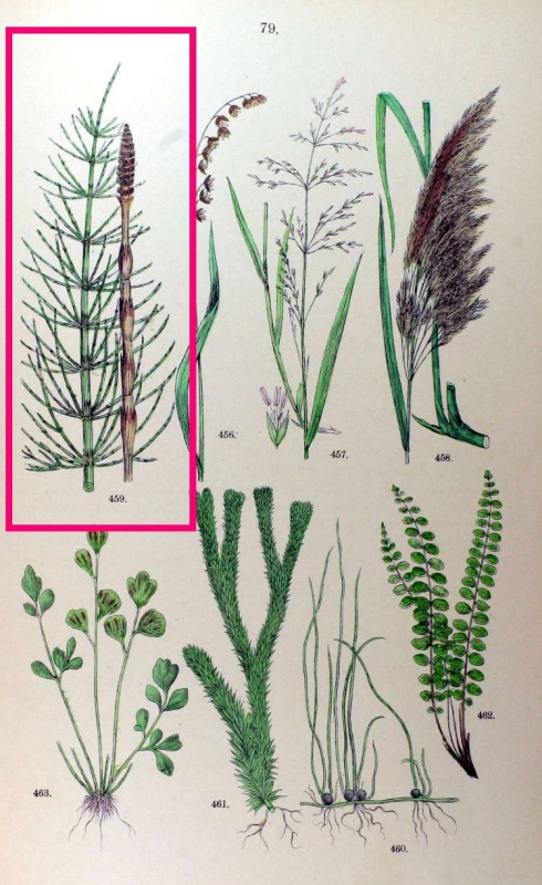 LEACURI NATURISTE. Barba sasului, planta care îţi vindecă rinichii 2 article_427523_2.jpg