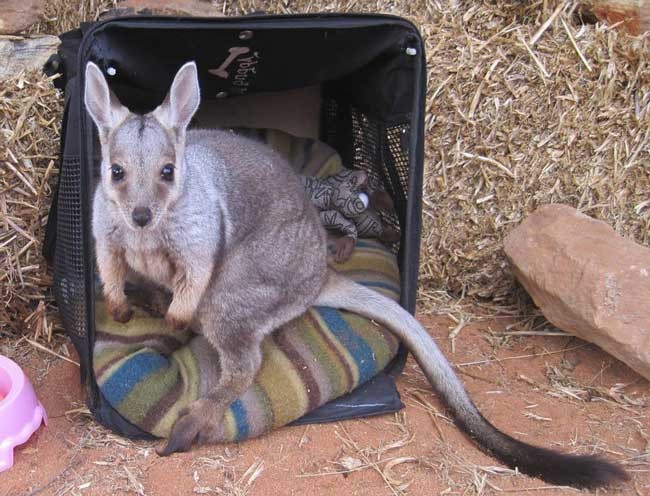 Un australian a salvat 28 de pui de cangur. Vezi cum arată! 2 article_429212_2.jpg