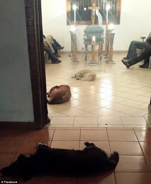 Mai mulţi câini vagabonzi au apărut la înmormântarea femeii care îi hrănise 2 article_430727_2.jpg
