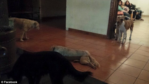 Mai mulţi câini vagabonzi au apărut la înmormântarea femeii care îi hrănise 5 article_430727_5.jpg