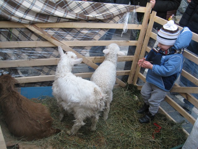 BRAȘOV. Sunteţi așteptaţi în „Grădina germană” 24 article_431544_6.jpg