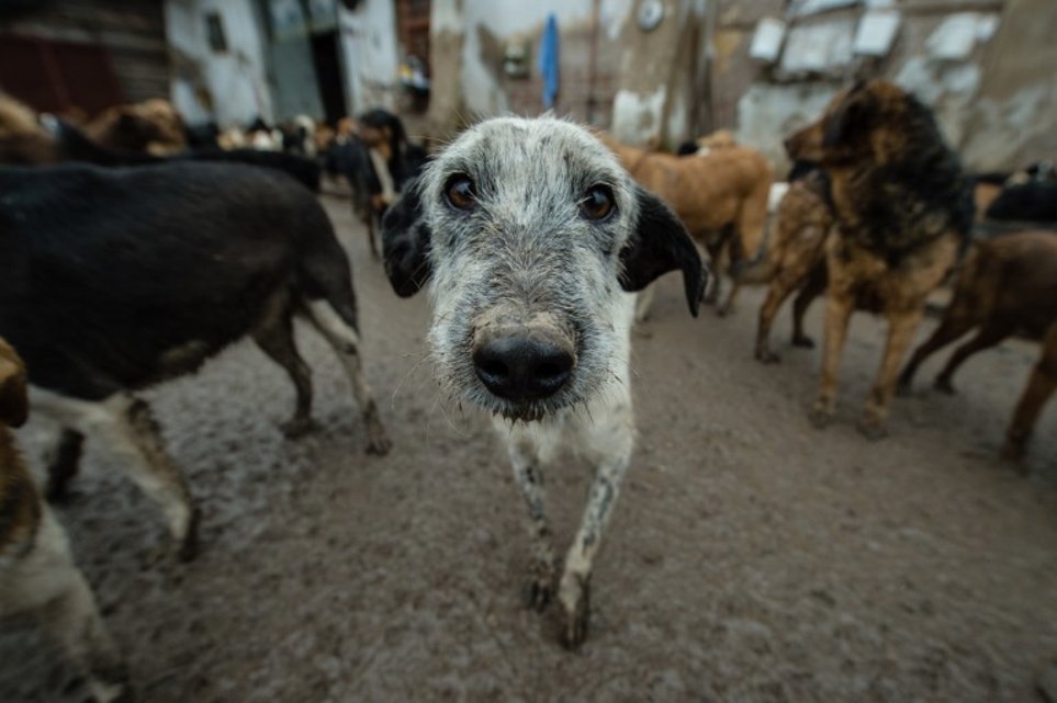 DEMENȚIAL. Omul cu 450 de câini!!! Galerie foto... 2 article_431853_2.jpg