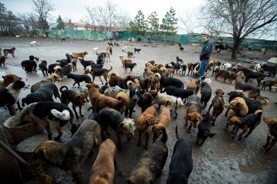 DEMENȚIAL. Omul cu 450 de câini!!! Galerie foto... 5 article_431853_5.jpg