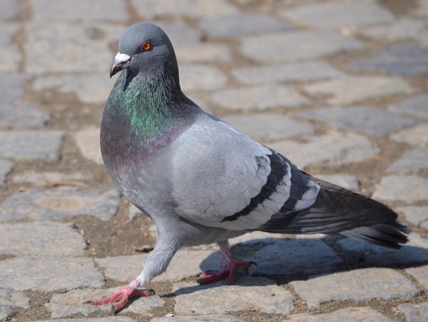 Medicii s-au grăbit să salveze o femeie care s-a dovedit a fi altceva... 2 article_432681_2.jpg