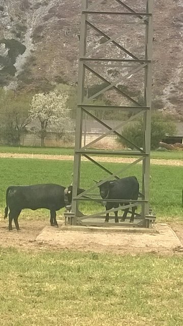 INEDIT. Vacă, blocată într-un... pilon electric!!! 3 article_432691_3.jpg