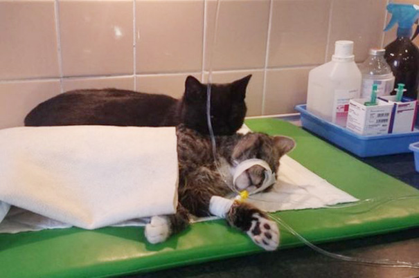 Pisica infirmieră! Are grijă de animalele bolnave 3 article_432719_3.jpg