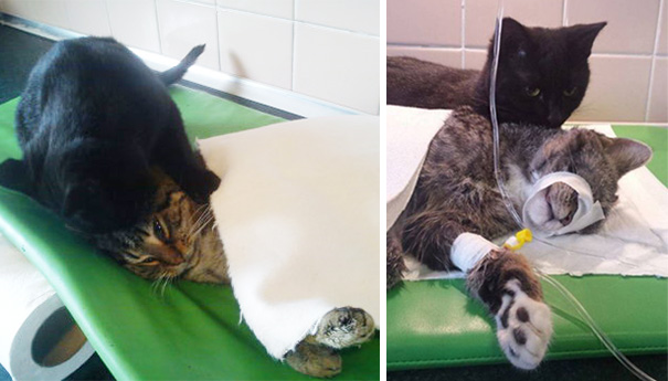 Pisica infirmieră! Are grijă de animalele bolnave 5 article_432719_5.jpg