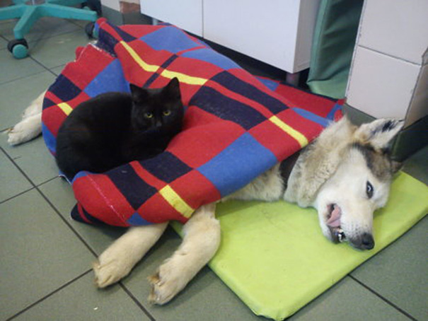 Pisica infirmieră! Are grijă de animalele bolnave 6 article_432719_6.jpg