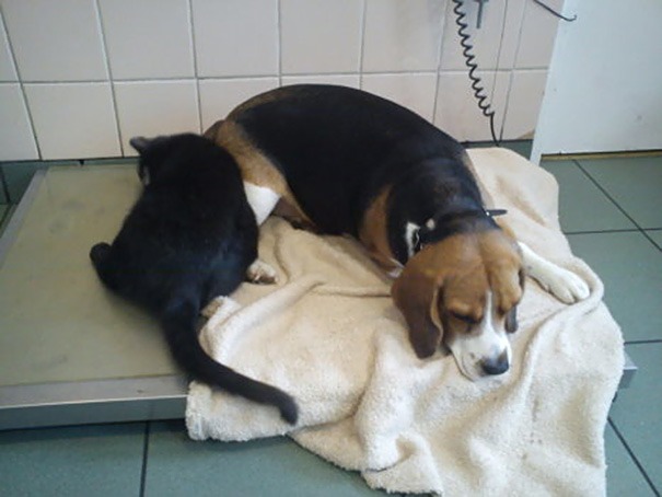 Pisica infirmieră! Are grijă de animalele bolnave 8 article_432719_8.jpg