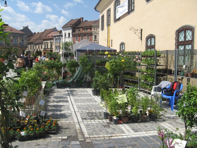BRAȘOV. Piața Sfatului a devenit grădină cu flori - galerie foto 28 article_433056_11.jpg