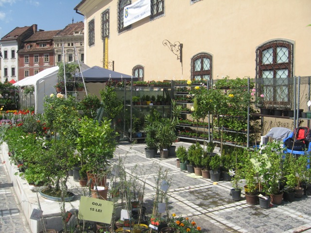BRAȘOV. Piața Sfatului a devenit grădină cu flori - galerie foto 31 article_433056_14.jpg