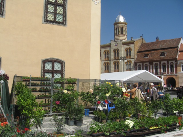 BRAȘOV. Piața Sfatului a devenit grădină cu flori - galerie foto 18 article_433056_16.jpg
