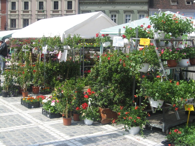 BRAȘOV. Piața Sfatului a devenit grădină cu flori - galerie foto 16 article_433056_18.jpg