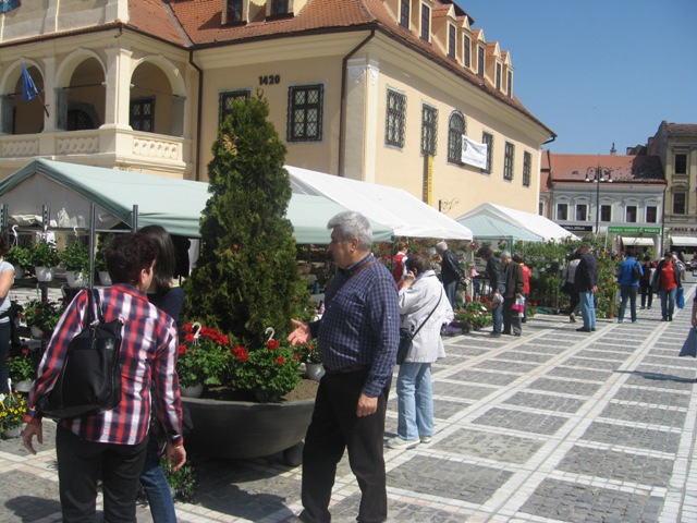 BRAȘOV. Piața Sfatului a devenit grădină cu flori - galerie foto 2 article_433056_19.jpg