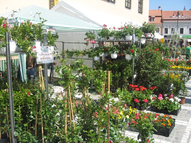 BRAȘOV. Piața Sfatului a devenit grădină cu flori - galerie foto 4 article_433056_21.jpg