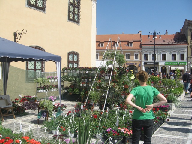 BRAȘOV. Piața Sfatului a devenit grădină cu flori - galerie foto 6 article_433056_23.jpg
