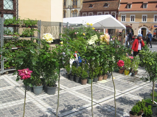 BRAȘOV. Piața Sfatului a devenit grădină cu flori - galerie foto 7 article_433056_24.jpg