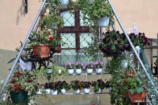 BRAȘOV. Piața Sfatului a devenit grădină cu flori - galerie foto 10 article_433056_27.jpg