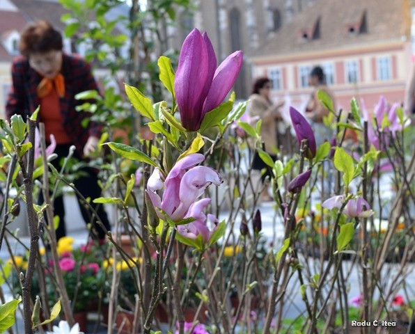 BRAȘOV. Piața Sfatului a devenit grădină cu flori - galerie foto 12 article_433056_29.jpg
