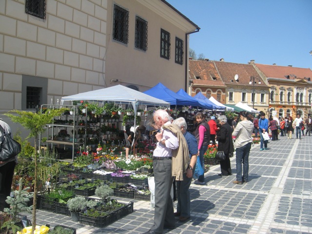 BRAȘOV. Piața Sfatului a devenit grădină cu flori - galerie foto 20 article_433056_3.jpg