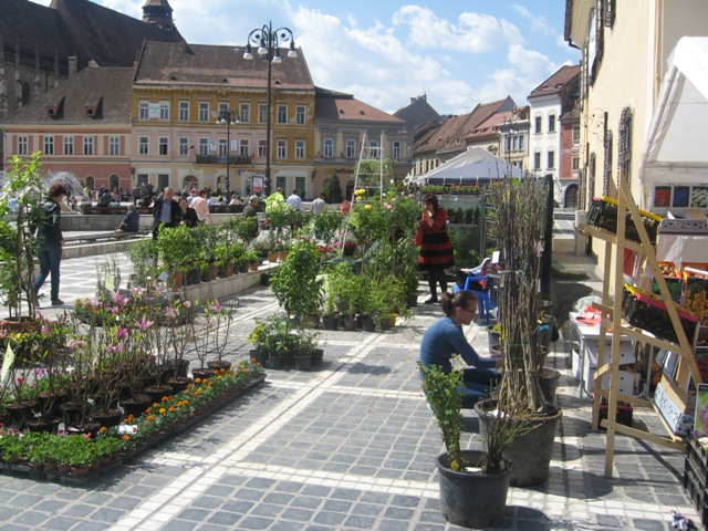 BRAȘOV. Piața Sfatului a devenit grădină cu flori - galerie foto 21 article_433056_4.jpg