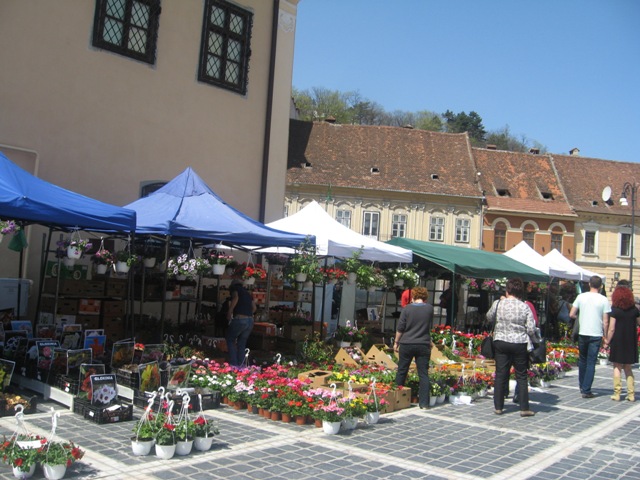BRAȘOV. Piața Sfatului a devenit grădină cu flori - galerie foto 22 article_433056_5.jpg