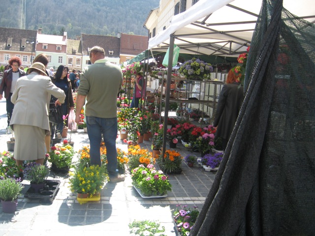 BRAȘOV. Piața Sfatului a devenit grădină cu flori - galerie foto 23 article_433056_6.jpg