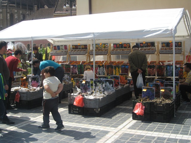 BRAȘOV. Piața Sfatului a devenit grădină cu flori - galerie foto 25 article_433056_8.jpg
