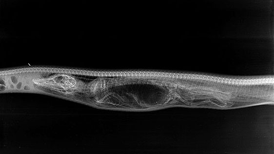 Uite cum arată un crocodil, în burta unui aligator 3 article_433494_3.jpg