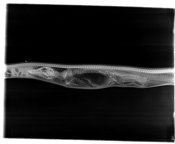 Uite cum arată un crocodil, în burta unui aligator 4 article_433494_4.jpg