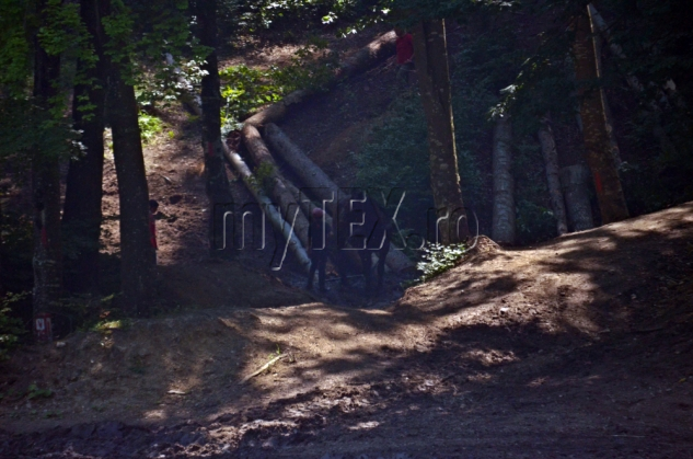 EXCLUSIV. Brașov. Amendă colosală pentru firma care exploata lemn în zona „La Iepure” 2 DSC_0591_188729.jpg