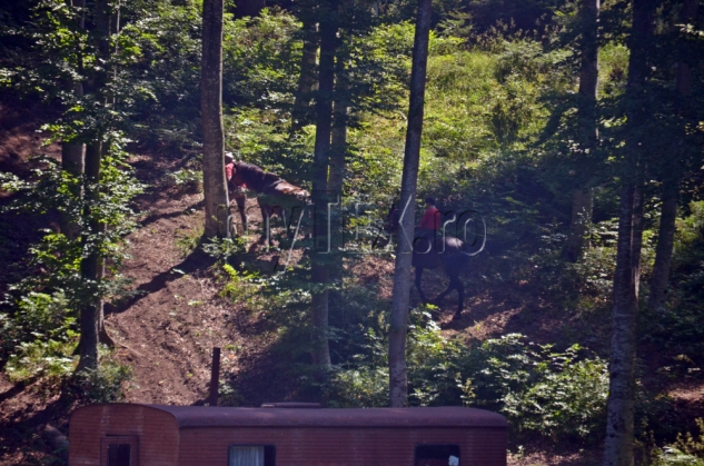 EXCLUSIV. Brașov. Amendă colosală pentru firma care exploata lemn în zona „La Iepure” 7 DSC_0663_188734.jpg