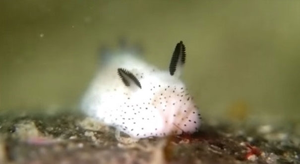 cute-bunny-sea-slug-jorunna-parva-10_189410.jpg