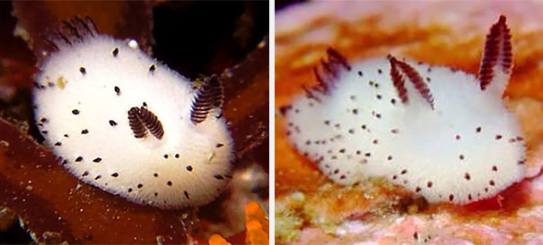 cute-bunny-sea-slug-jorunna-parva-12_189411.jpg