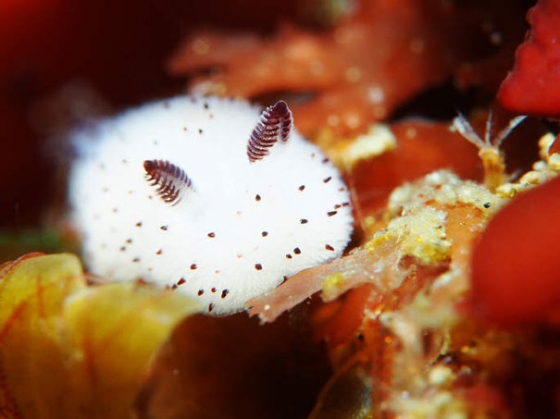 cute-bunny-sea-slug-jorunna-parva-1_189412.jpg