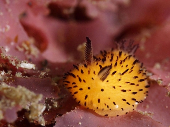 cute-bunny-sea-slug-jorunna-parva-4_189413.jpg