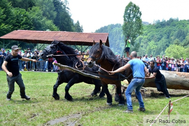 ecvestru rasnov 2015 (10)_188335.JPG