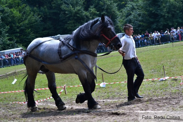 ecvestru rasnov 2015 (12)_188331.JPG