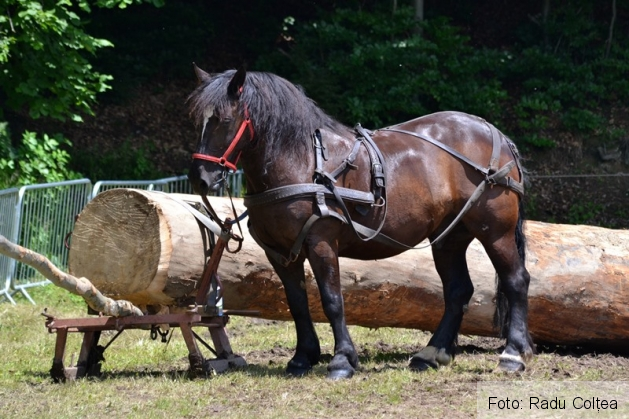 ecvestru rasnov 2015 (16)_188329.JPG