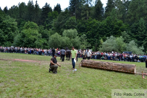 ecvestru rasnov 2015 (18)_188334.JPG