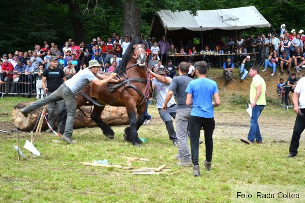 ecvestru rasnov 2015 (21)_188332.JPG