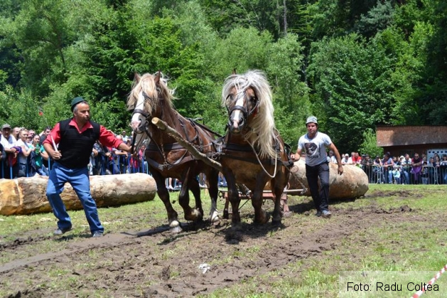 ecvestru rasnov 2015 (4)_188327.JPG