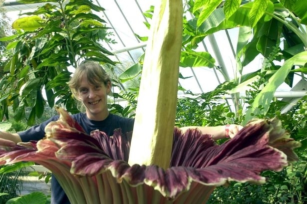 Uite cum arată floarea care miroase a carne putrezită! 2 plantacadavru.jpg