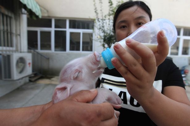 Piglet-with-two-heads-found-in-China1_192742.jpg