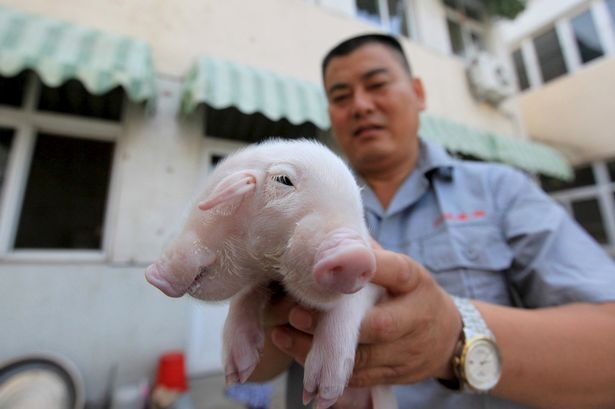 Piglet-with-two-heads-found-in-China3_192741.jpg