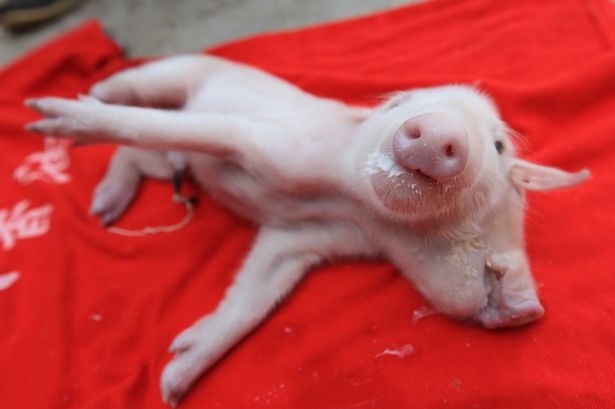 Piglet-with-two-heads-found-in-China_192740.jpg