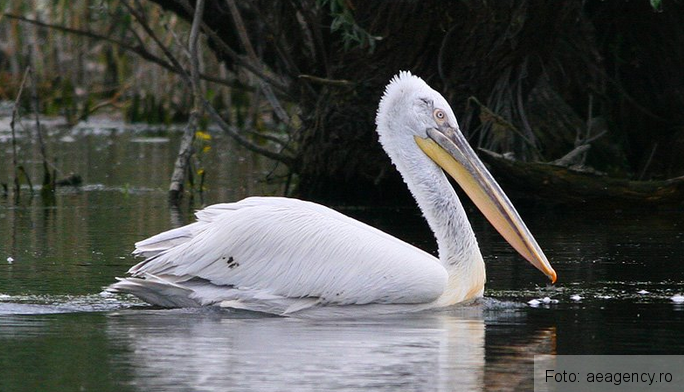 Insula din România de mărimea Bucureștiului, pe care accesul este interzis 2 pelicanulcresursaaeagency-ro.png
