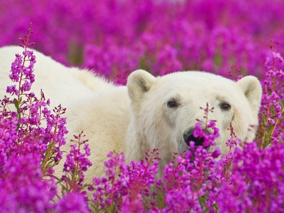 Urşi polari fotografiaţi în ipostaze inedite. Galerie foto! 2 polar-bear-playing-flower-field-dennis-fast-16_191802.jpg