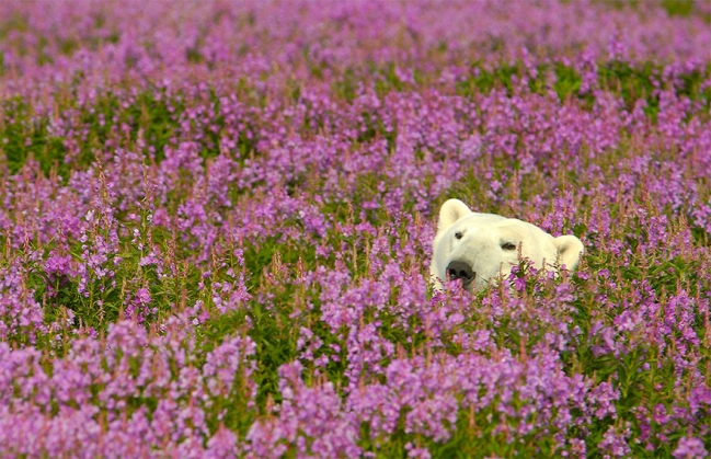 Urşi polari fotografiaţi în ipostaze inedite. Galerie foto! 5 polar-bear-playing-flower-field-dennis-fast-17_191805.jpg